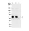 Mitogen-Activated Protein Kinase Kinase 7 antibody, NBP2-29678, Novus Biologicals, Western Blot image 