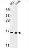 Small Nuclear Ribonucleoprotein D3 Polypeptide antibody, LS-B13758, Lifespan Biosciences, Western Blot image 