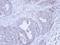 Fibrillarin antibody, GTX113684, GeneTex, Immunohistochemistry paraffin image 