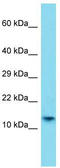 H2A Histone Family Member B1 antibody, TA332256, Origene, Western Blot image 