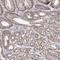 SH3 Domain And Tetratricopeptide Repeats 1 antibody, HPA038132, Atlas Antibodies, Immunohistochemistry frozen image 