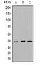 Tubulin Beta 2A Class IIa antibody, orb382514, Biorbyt, Western Blot image 