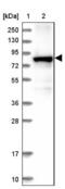 Diacylglycerol Kinase Alpha antibody, NBP2-13916, Novus Biologicals, Western Blot image 