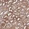 Thrombospondin Type 1 Domain Containing 7B antibody, NBP2-14736, Novus Biologicals, Immunohistochemistry frozen image 