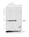 Actin Alpha 1, Skeletal Muscle antibody, MA5-14084, Invitrogen Antibodies, Western Blot image 