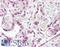 Cyclin E1 antibody, LS-B7907, Lifespan Biosciences, Immunohistochemistry paraffin image 