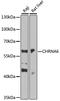 Neuronal acetylcholine receptor subunit alpha-6 antibody, 15-362, ProSci, Western Blot image 