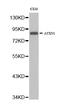 Ataxin 1 antibody, abx126836, Abbexa, Western Blot image 
