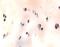 Aggrecan antibody, AF1220, R&D Systems, Immunohistochemistry paraffin image 