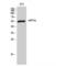 G1 To S Phase Transition 1 antibody, LS-C383397, Lifespan Biosciences, Western Blot image 