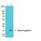 Secretoglobin Family 2A Member 2 antibody, A09363-1, Boster Biological Technology, Western Blot image 