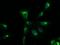 SRY-Box 17 antibody, MA5-24891, Invitrogen Antibodies, Immunocytochemistry image 