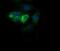 Cytochrome C Oxidase Subunit 6C antibody, MA5-26259, Invitrogen Antibodies, Immunocytochemistry image 