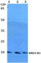 NME/NM23 Nucleoside Diphosphate Kinase 1 antibody, A01334Y52, Boster Biological Technology, Western Blot image 