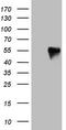 Fos Proto-Oncogene, AP-1 Transcription Factor Subunit antibody, LS-C793972, Lifespan Biosciences, Western Blot image 