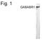 GABA Type A Receptor-Associated Protein antibody, PA1-4147, Invitrogen Antibodies, Western Blot image 