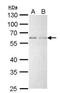 YY1 Transcription Factor antibody, NBP2-20932, Novus Biologicals, Western Blot image 