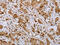 Natriuretic Peptide Receptor 2 antibody, CSB-PA978547, Cusabio, Immunohistochemistry frozen image 