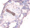 Collagen Type IV Alpha 1 Chain antibody, A54149-100, Epigentek, Immunohistochemistry paraffin image 