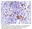 C-C Motif Chemokine Receptor 7 antibody, CCR7-701AP, FabGennix, Immunohistochemistry frozen image 