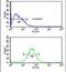 Actin Like 6B antibody, PA5-25247, Invitrogen Antibodies, Flow Cytometry image 