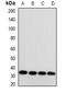 Monoglyceride lipase antibody, abx141516, Abbexa, Western Blot image 