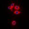 Mitochondrial Ribosomal Protein S22 antibody, abx133582, Abbexa, Western Blot image 