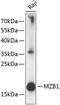 Marginal Zone B And B1 Cell Specific Protein antibody, 15-564, ProSci, Western Blot image 