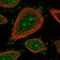 Spa1 antibody, HPA039867, Atlas Antibodies, Immunofluorescence image 