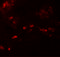 SPRY Domain Containing 4 antibody, 6407, ProSci, Immunofluorescence image 