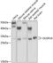 Dual Specificity Phosphatase 19 antibody, 22-065, ProSci, Western Blot image 