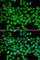 Arrestin Beta 2 antibody, A1171, ABclonal Technology, Immunofluorescence image 
