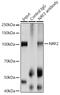 Nuclear Factor, Erythroid 2 Like 2 antibody, GTX55732, GeneTex, Immunoprecipitation image 