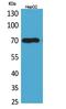 Glypican 3 antibody, A01922, Boster Biological Technology, Western Blot image 