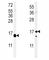 IL-4 antibody, F49086-0.4ML, NSJ Bioreagents, Western Blot image 