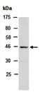 8-Oxoguanine DNA Glycosylase antibody, orb67287, Biorbyt, Western Blot image 
