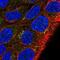 MKRN2 Opposite Strand antibody, NBP2-49462, Novus Biologicals, Immunofluorescence image 