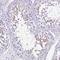 Spermatogenesis-associated protein 4 antibody, NBP1-80731, Novus Biologicals, Immunohistochemistry paraffin image 