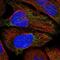 Mitochondrial Transcription Termination Factor 4 antibody, NBP1-81055, Novus Biologicals, Immunocytochemistry image 