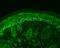 Heat Shock Protein Family E (Hsp10) Member 1 antibody, NB110-11473, Novus Biologicals, Immunohistochemistry frozen image 