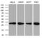 Protein-L-Isoaspartate (D-Aspartate) O-Methyltransferase antibody, LS-C795209, Lifespan Biosciences, Western Blot image 