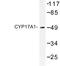 Cyp17 antibody, LS-C176850, Lifespan Biosciences, Western Blot image 