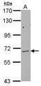 Glycosylphosphatidylinositol Anchor Attachment 1 antibody, LS-C155264, Lifespan Biosciences, Western Blot image 