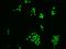 BBX High Mobility Group Box Domain Containing antibody, GTX03169, GeneTex, Immunofluorescence image 