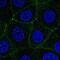 MARVEL Domain Containing 2 antibody, NBP2-57449, Novus Biologicals, Immunofluorescence image 