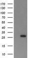 Kallikrein Related Peptidase 8 antibody, LS-C174697, Lifespan Biosciences, Western Blot image 