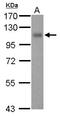 Thrombomodulin antibody, LS-B12463, Lifespan Biosciences, Western Blot image 