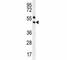 Paired Box 5 antibody, F41639-0.4ML, NSJ Bioreagents, Western Blot image 