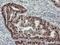 BCL2 Like 1 antibody, NBP1-47665, Novus Biologicals, Immunohistochemistry frozen image 
