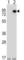 E74 Like ETS Transcription Factor 4 antibody, abx027002, Abbexa, Western Blot image 